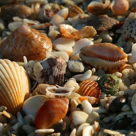 Nestinarka Complex - Emili *